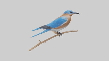Eastern Bluebird perched model 3D model