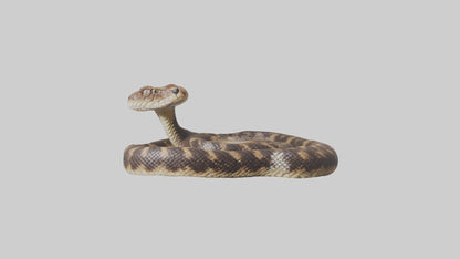 Eastern Diamondback Rattlesnake coiled model 3D model