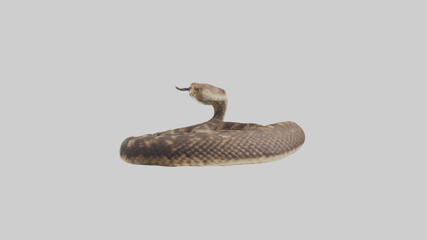Eastern Diamondback Rattlesnake coiled model 3D model