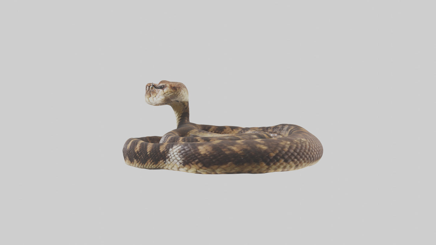 Eastern Diamondback Rattlesnake coiled model 3D model