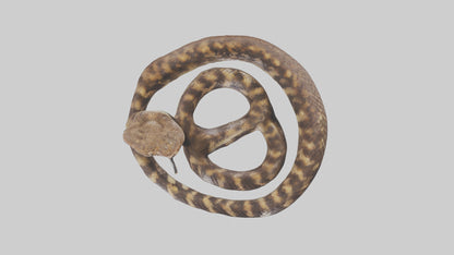 Eastern Diamondback Rattlesnake coiled model 3D model