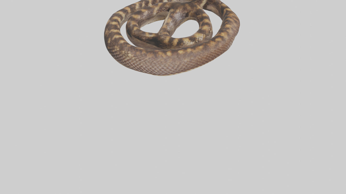 Eastern Diamondback Rattlesnake coiled model 3D model