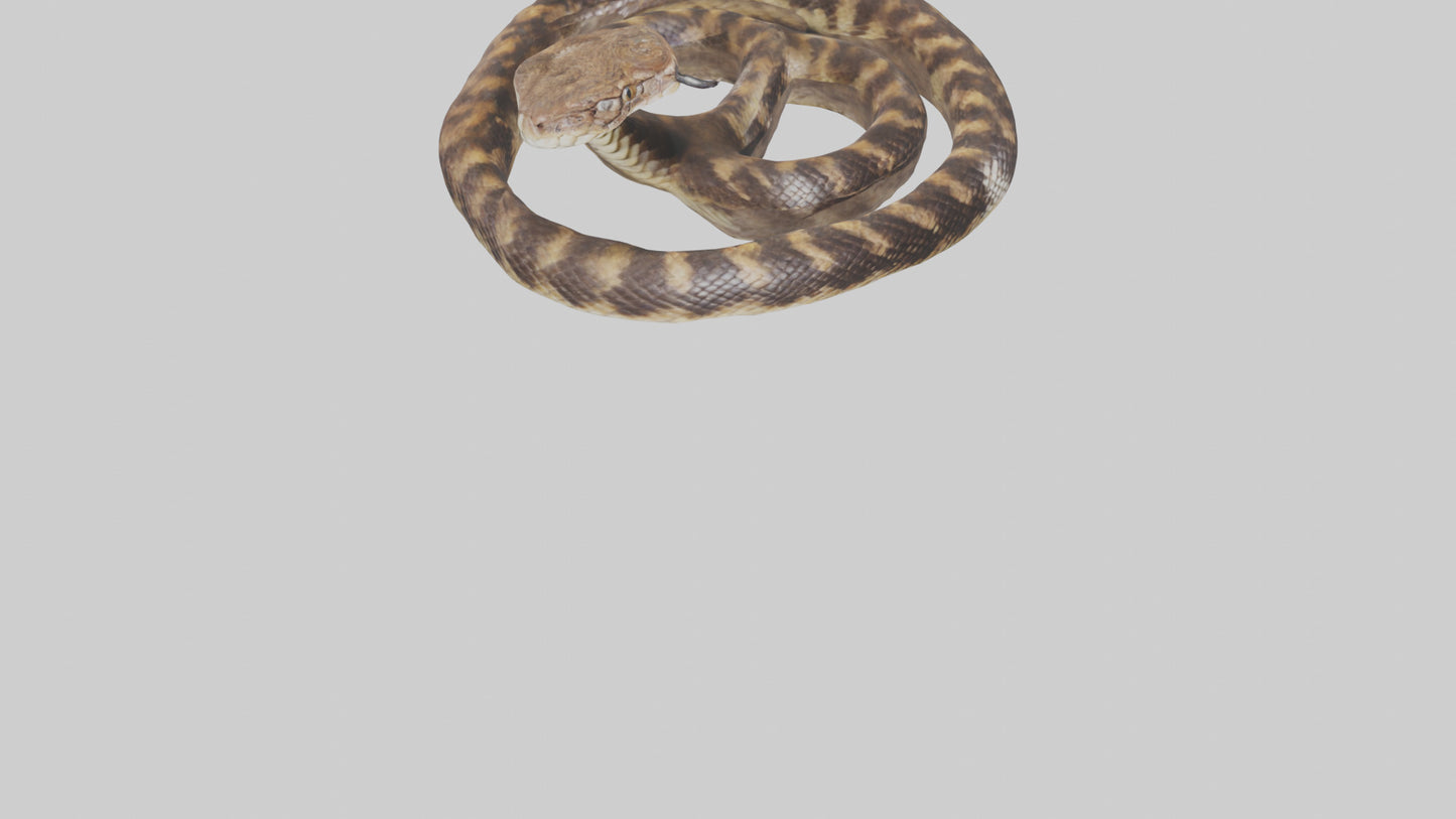 Eastern Diamondback Rattlesnake coiled model 3D model