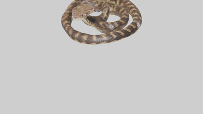 Eastern Diamondback Rattlesnake coiled model 3D model
