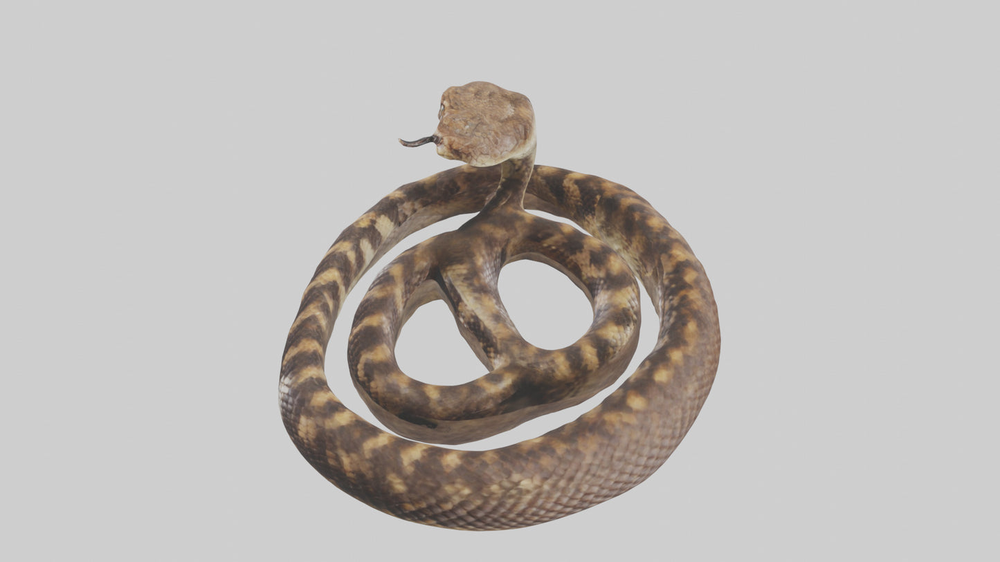 Eastern Diamondback Rattlesnake coiled model 3D model