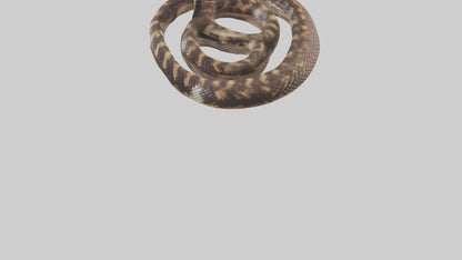 Eastern Diamondback Rattlesnake coiled model 3D model