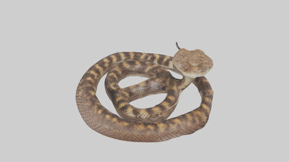 Eastern Diamondback Rattlesnake coiled model 3D model