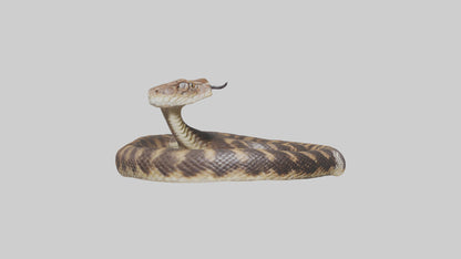 Eastern Diamondback Rattlesnake coiled model 3D model