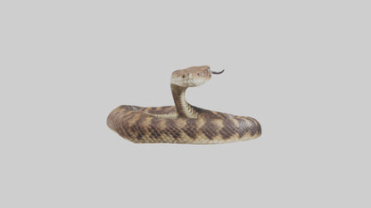 Eastern Diamondback Rattlesnake coiled model 3D model