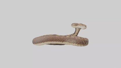 Eastern Diamondback Rattlesnake coiled model 3D model