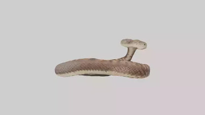 Eastern Diamondback Rattlesnake coiled model 3D model