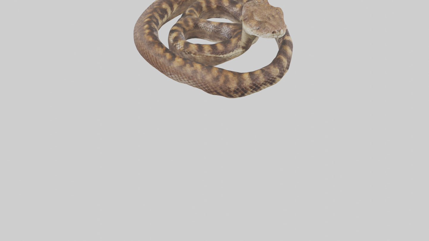 Eastern Diamondback Rattlesnake coiled model 3D model