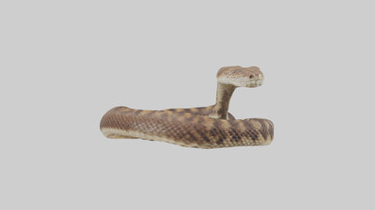 Eastern Diamondback Rattlesnake coiled model 3D model