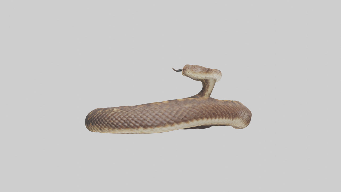 Eastern Diamondback Rattlesnake coiled model 3D model