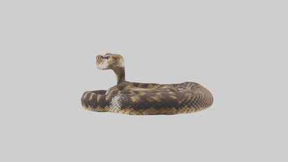Eastern Diamondback Rattlesnake coiled model 3D model
