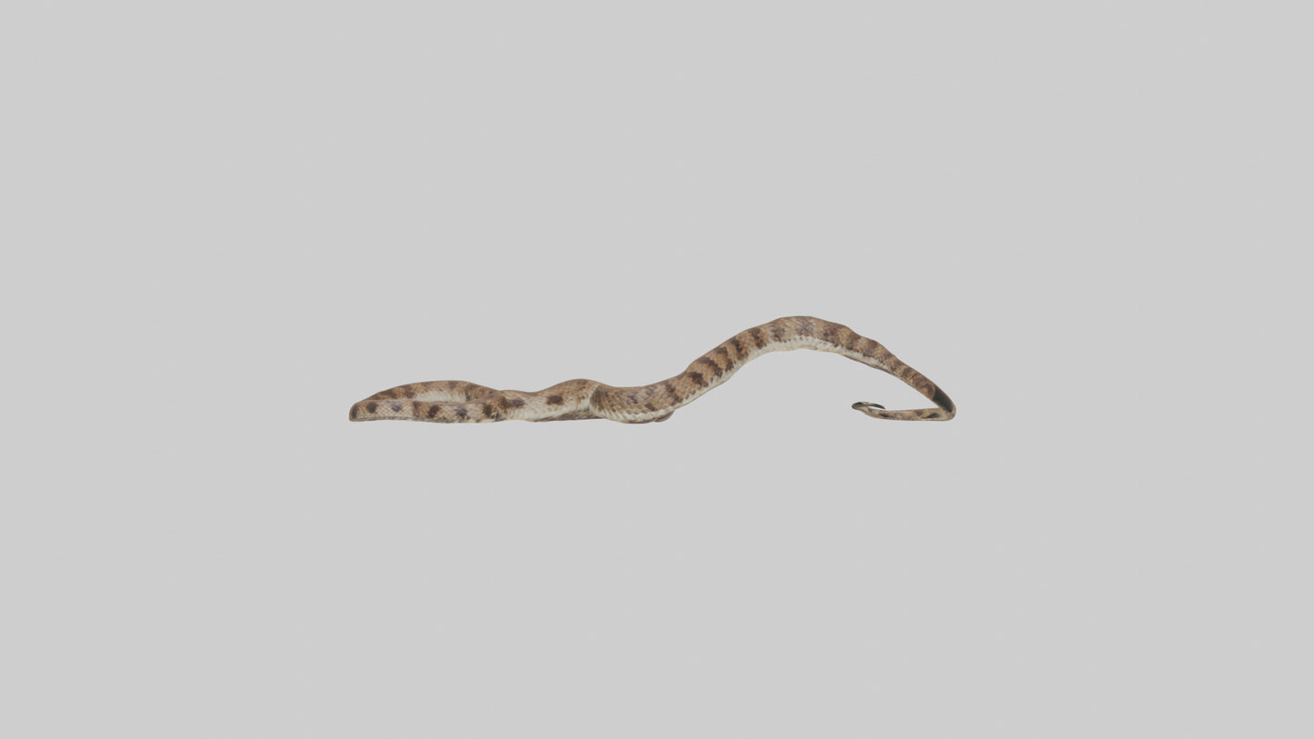 Eastern Diamondback Rattlesnake slithering model VR / AR / low-poly