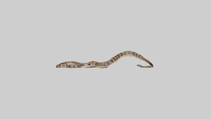 Eastern Diamondback Rattlesnake slithering model VR / AR / low-poly