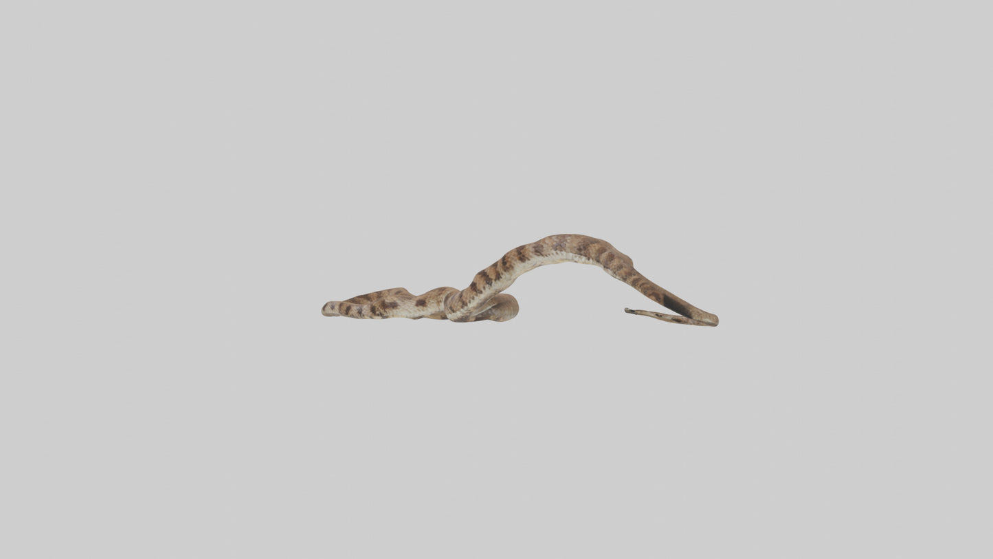 Eastern Diamondback Rattlesnake slithering model VR / AR / low-poly