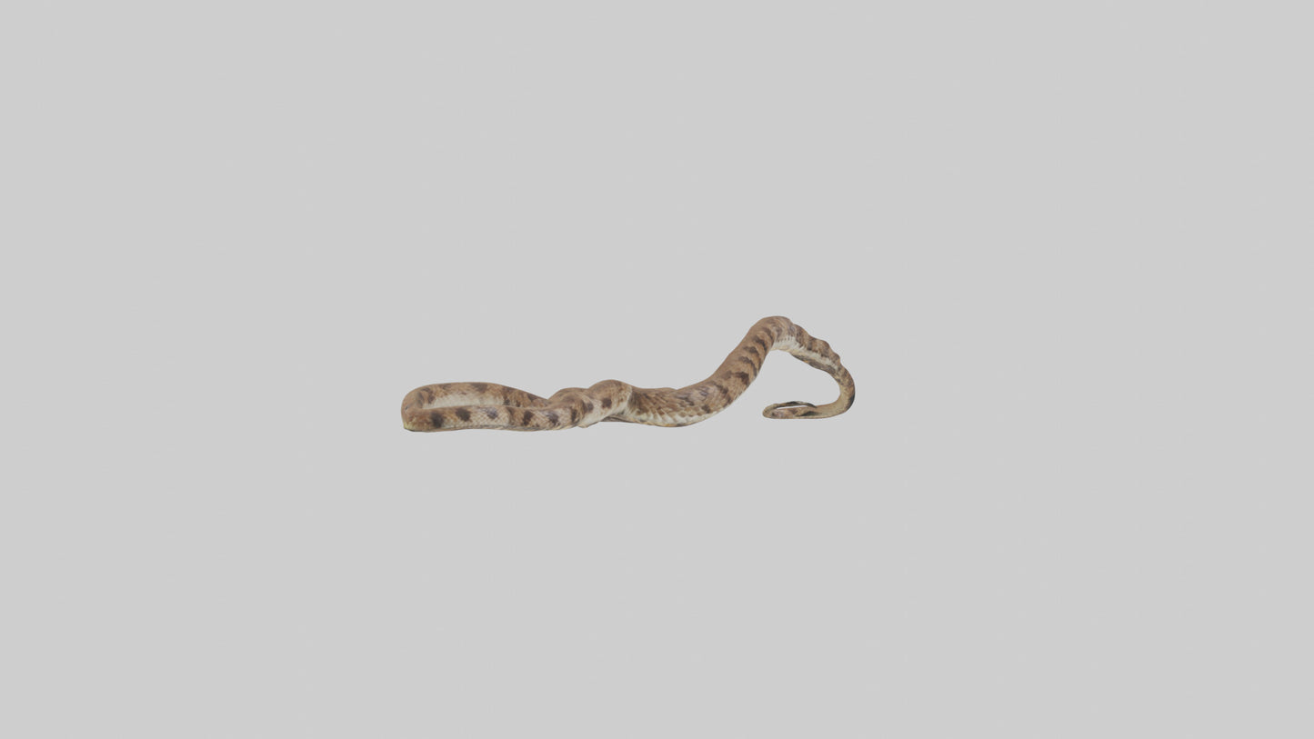 Eastern Diamondback Rattlesnake slithering model VR / AR / low-poly