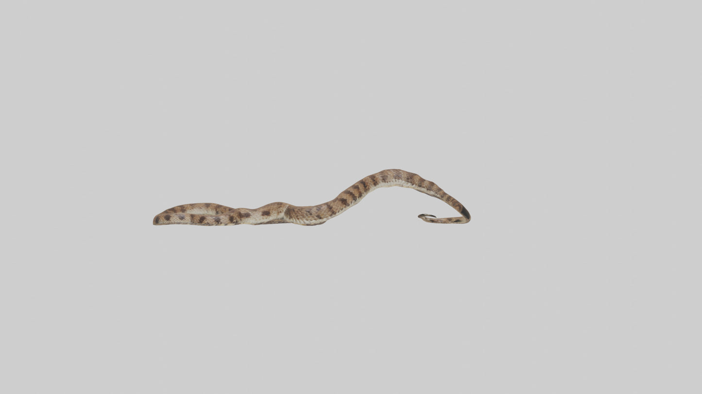 Eastern Diamondback Rattlesnake slithering model VR / AR / low-poly