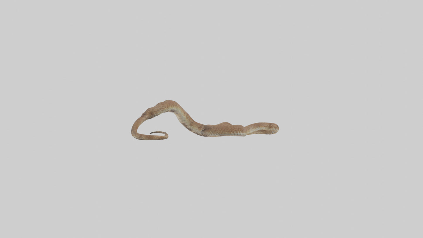 Eastern Diamondback Rattlesnake slithering model VR / AR / low-poly