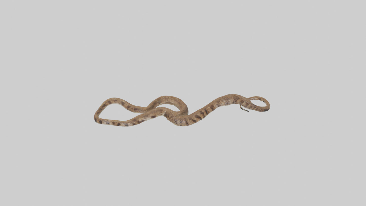 Eastern Diamondback Rattlesnake slithering model VR / AR / low-poly
