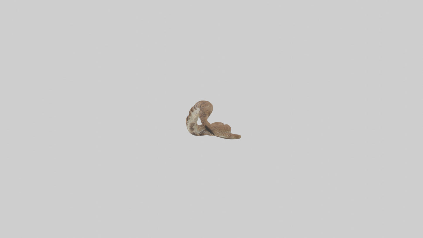 Eastern Diamondback Rattlesnake slithering model VR / AR / low-poly