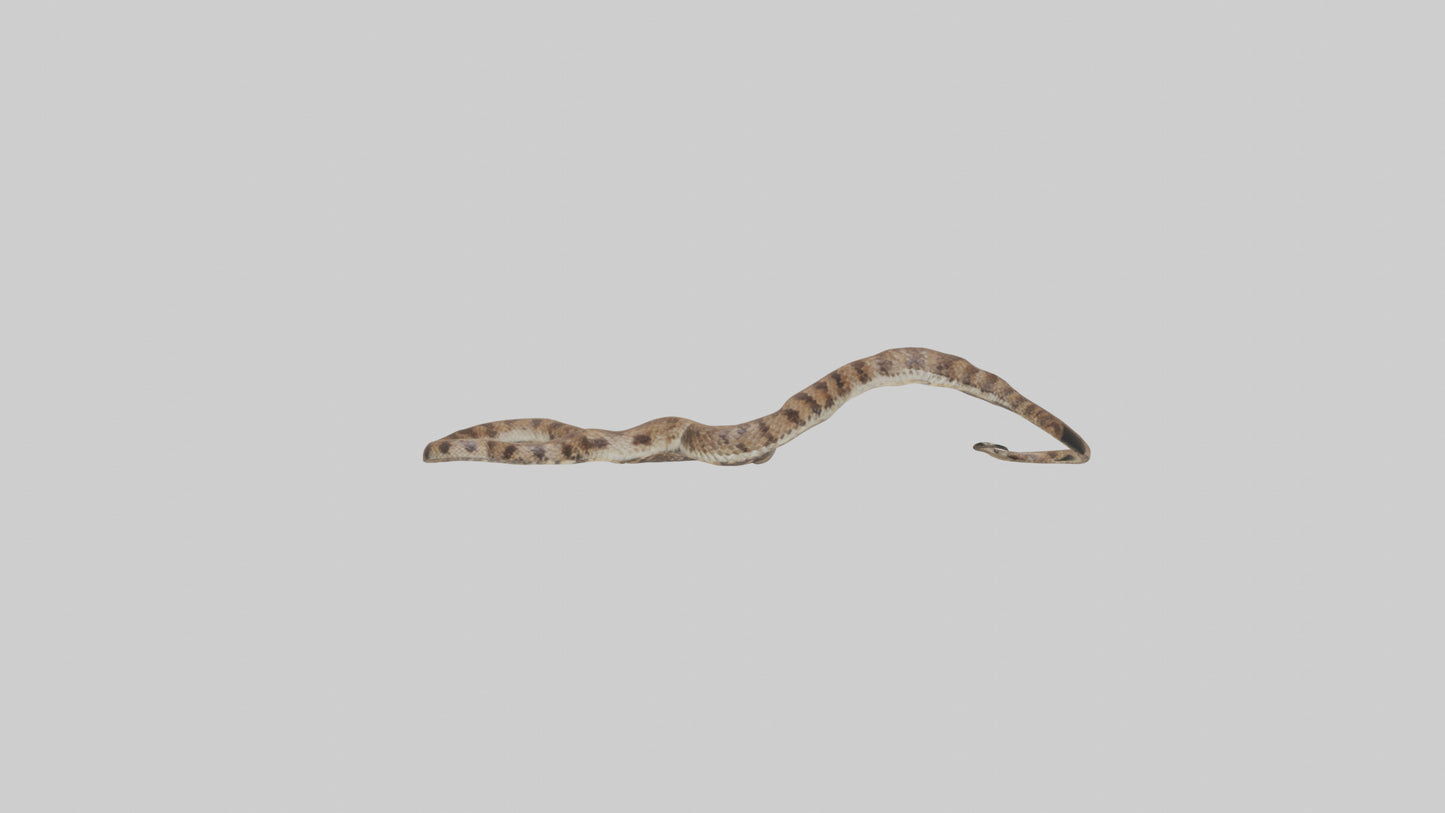 Eastern Diamondback Rattlesnake slithering model VR / AR / low-poly