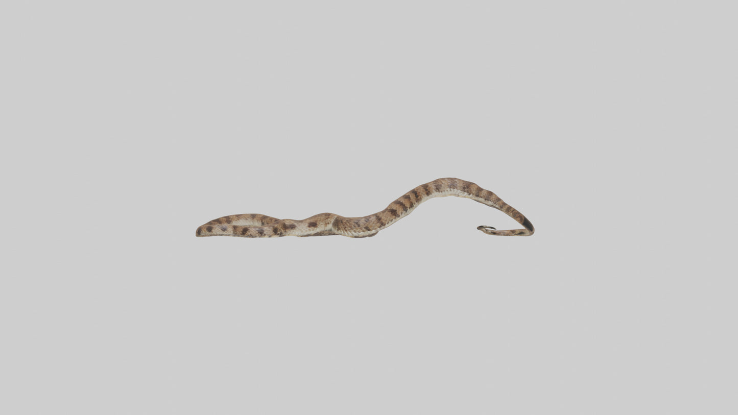 Eastern Diamondback Rattlesnake slithering model VR / AR / low-poly