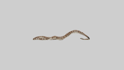 Eastern Diamondback Rattlesnake slithering model VR / AR / low-poly