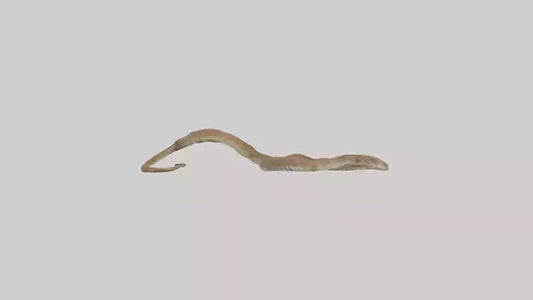 Eastern Diamondback Rattlesnake slithering model VR / AR / low-poly