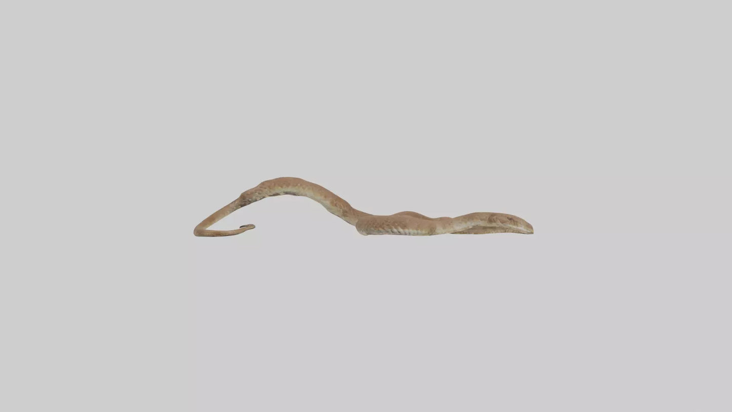 Eastern Diamondback Rattlesnake slithering model VR / AR / low-poly