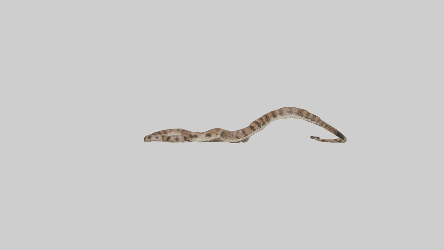 Eastern Diamondback Rattlesnake slithering model VR / AR / low-poly