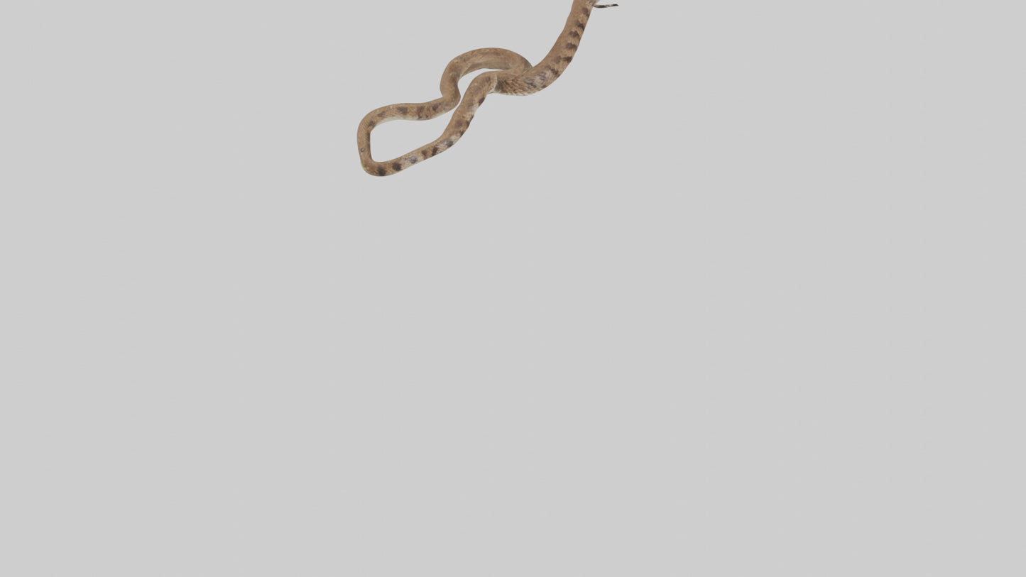 Eastern Diamondback Rattlesnake slithering model VR / AR / low-poly