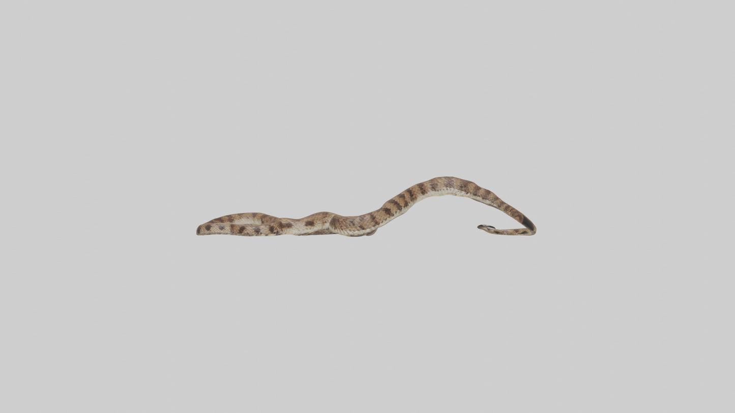Eastern Diamondback Rattlesnake slithering model VR / AR / low-poly