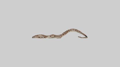 Eastern Diamondback Rattlesnake slithering model VR / AR / low-poly
