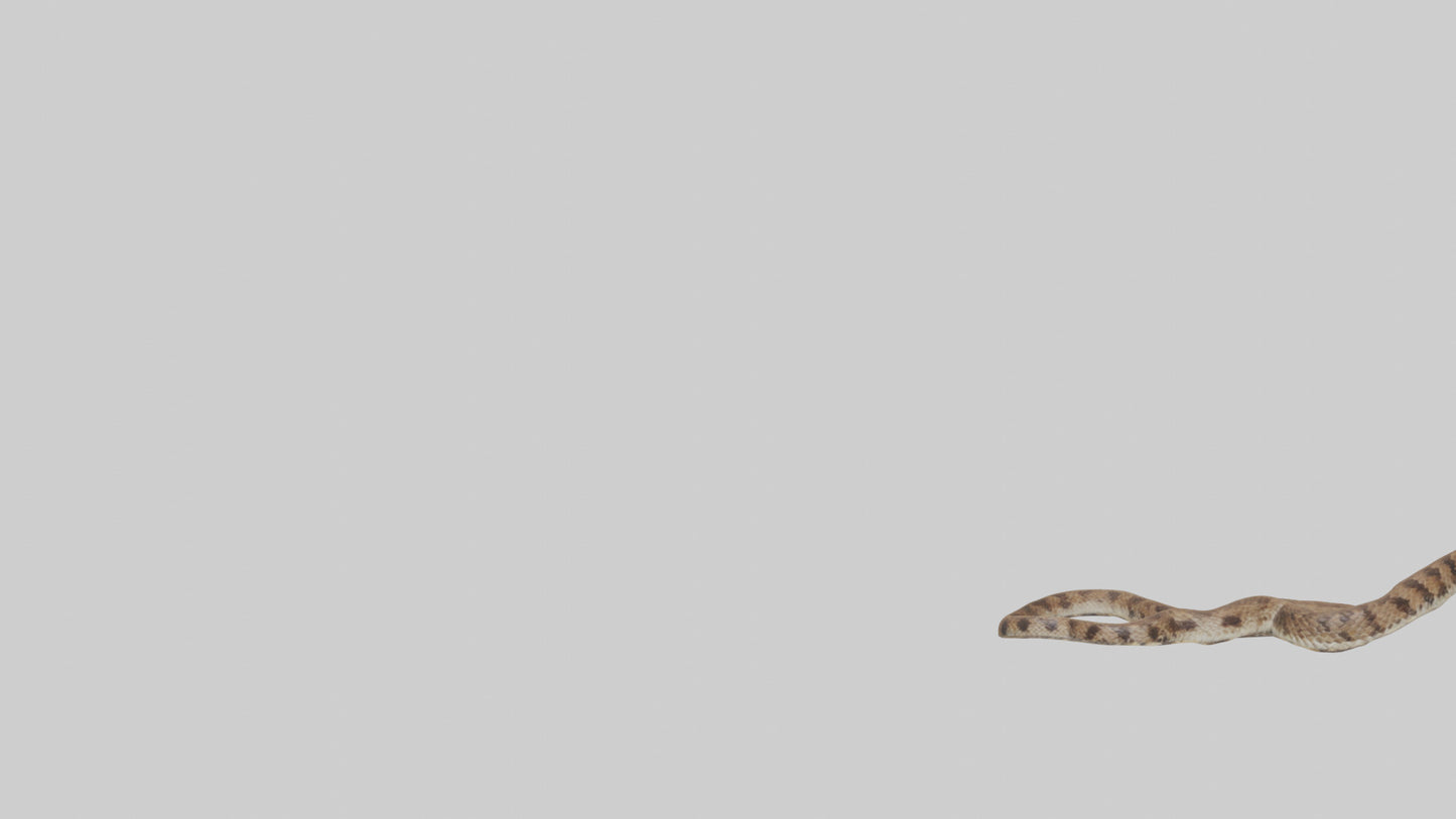 Eastern Diamondback Rattlesnake slithering model VR / AR / low-poly