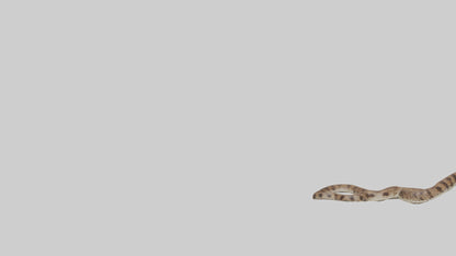 Eastern Diamondback Rattlesnake slithering model VR / AR / low-poly