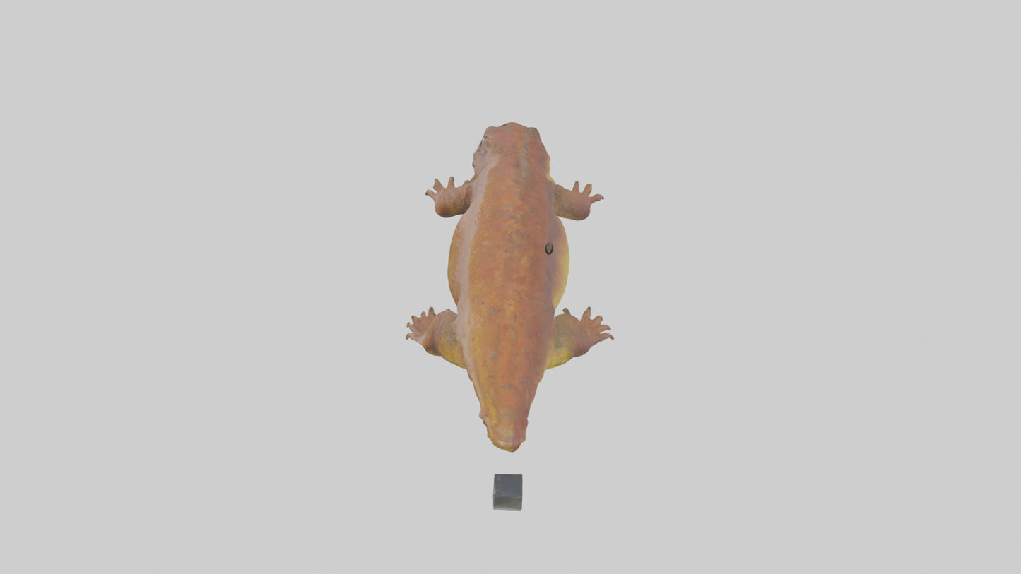 Eastern Hellbender resting model VR / AR / low-poly