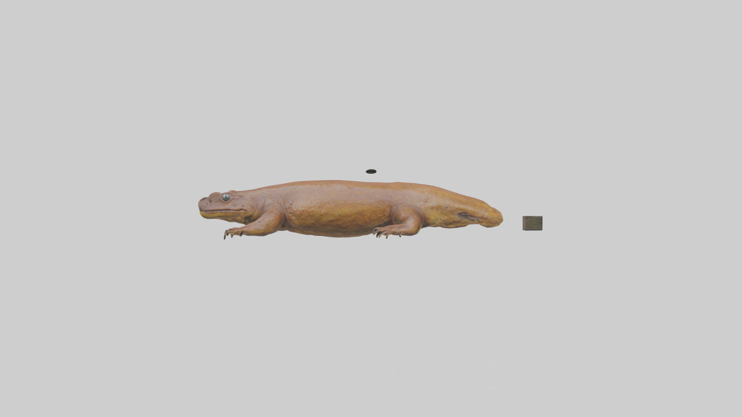 Eastern Hellbender resting model VR / AR / low-poly