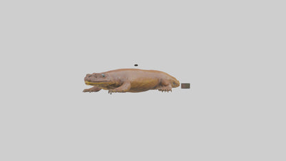 Eastern Hellbender resting model VR / AR / low-poly
