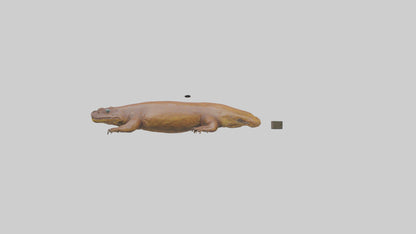 Eastern Hellbender resting model VR / AR / low-poly