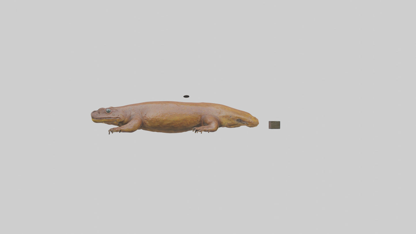 Eastern Hellbender resting model VR / AR / low-poly
