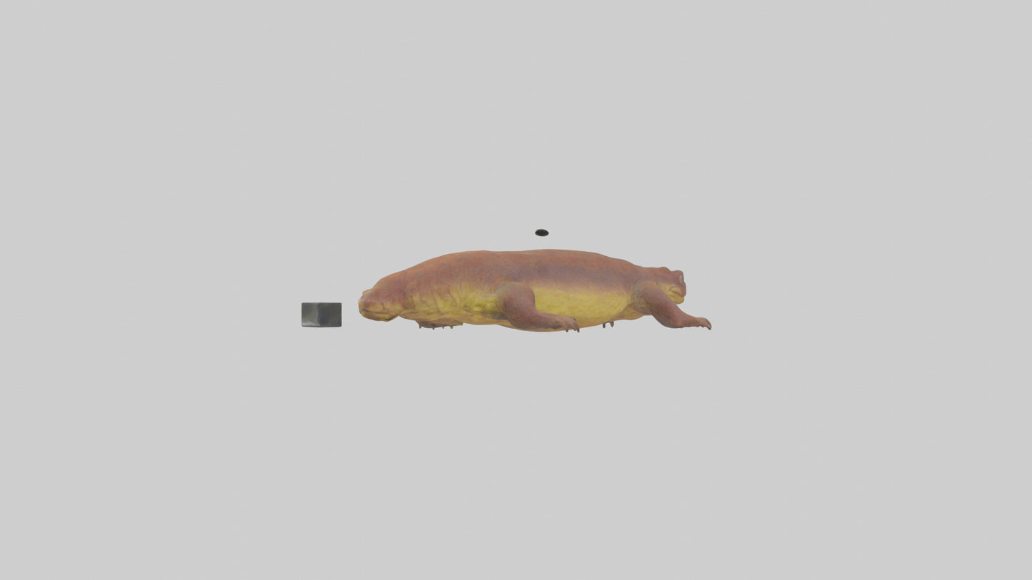 Eastern Hellbender resting model VR / AR / low-poly