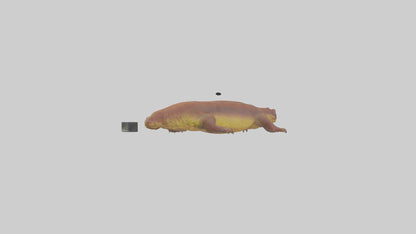Eastern Hellbender resting model VR / AR / low-poly