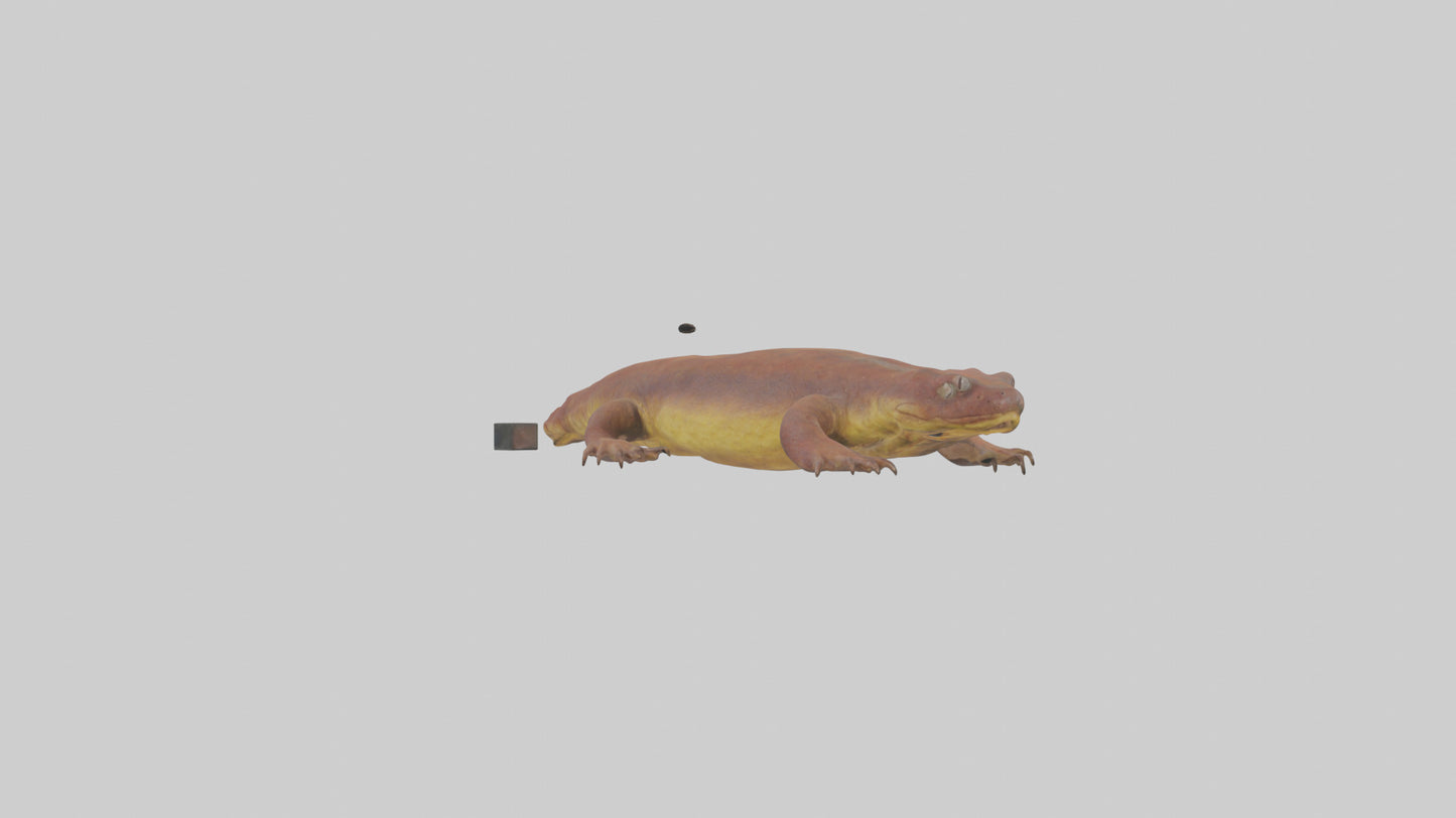 Eastern Hellbender resting model VR / AR / low-poly