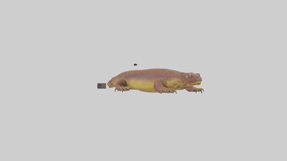 Eastern Hellbender resting model VR / AR / low-poly