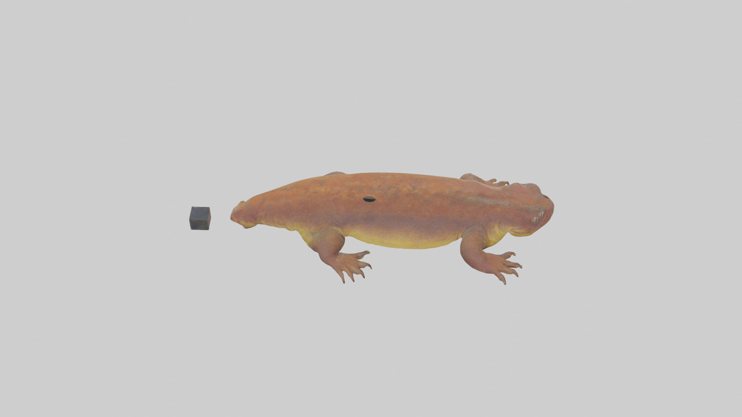 Eastern Hellbender resting model VR / AR / low-poly