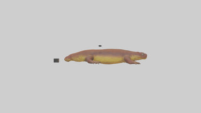 Eastern Hellbender resting model VR / AR / low-poly