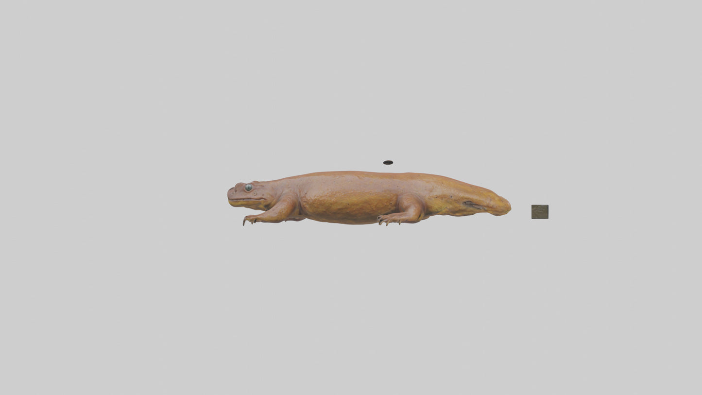Eastern Hellbender resting model VR / AR / low-poly